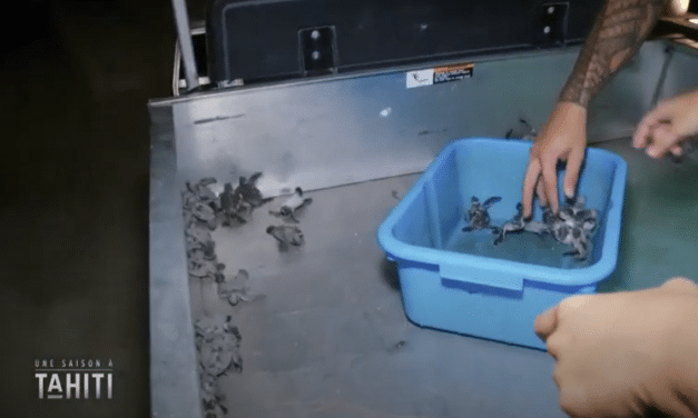 Emission France 4 Une saison à Tahiti « Les tortues vertes de Tetiaroa »