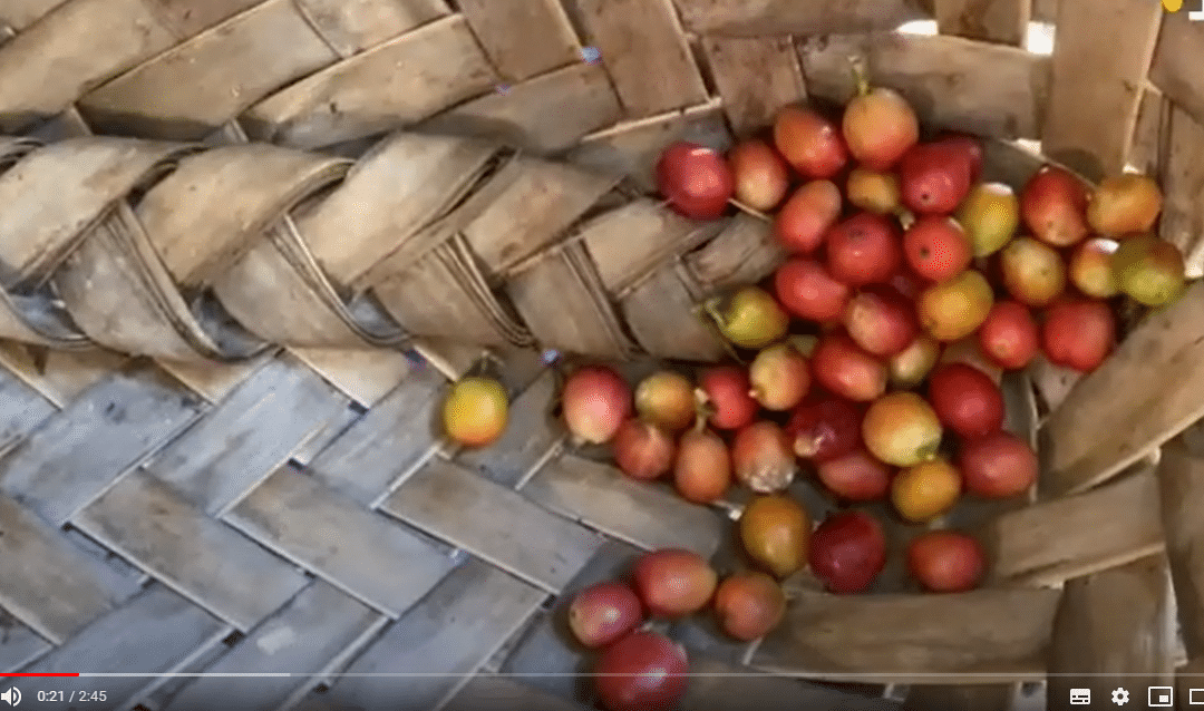 Rikitea : le bon café de Mama Tepa…