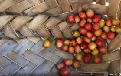 Rikitea : le bon café de Mama Tepa…