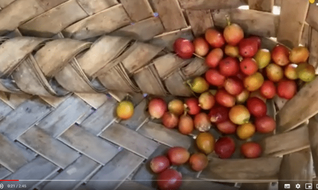 Rikitea : le bon café de Mama Tepa…