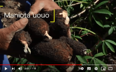 Plantation du manioc