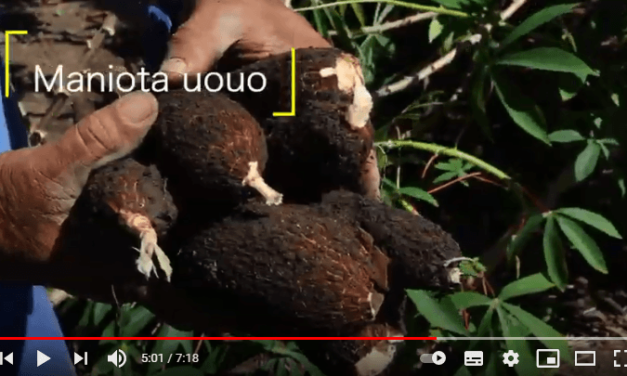 Plantation du manioc