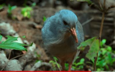 Le Cagou, cet oiseau endémique de la Nouvelle-Calédonie