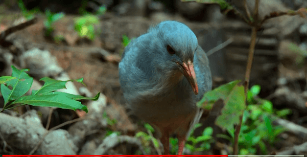 Le Cagou, cet oiseau endémique de la Nouvelle-Calédonie
