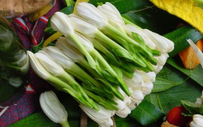 Tiare Tahiti, la fleur symbole de Tahiti