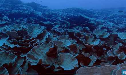 Un récif de coraux géants découvert au large de Tahiti • FRANCE 24