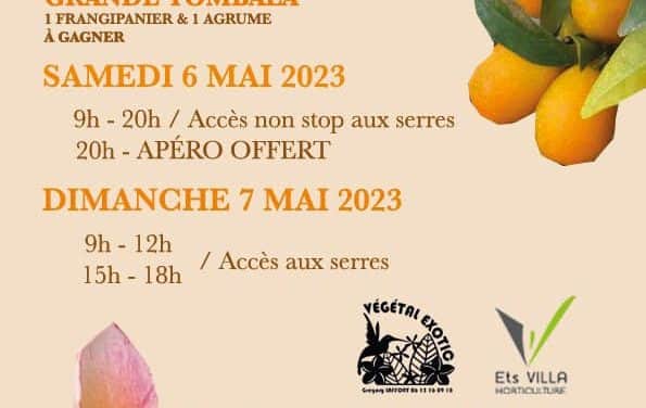 Vente frangipanier