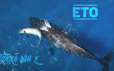TOHORĀ NUI E – ETO – clip + parole