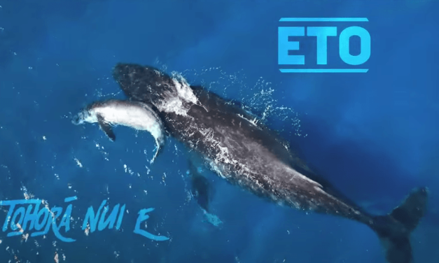 TOHORĀ NUI E – ETO – clip + parole